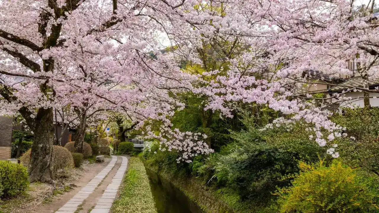 Japan’s Cherry Blossom Season: A First-Timer’s Guide