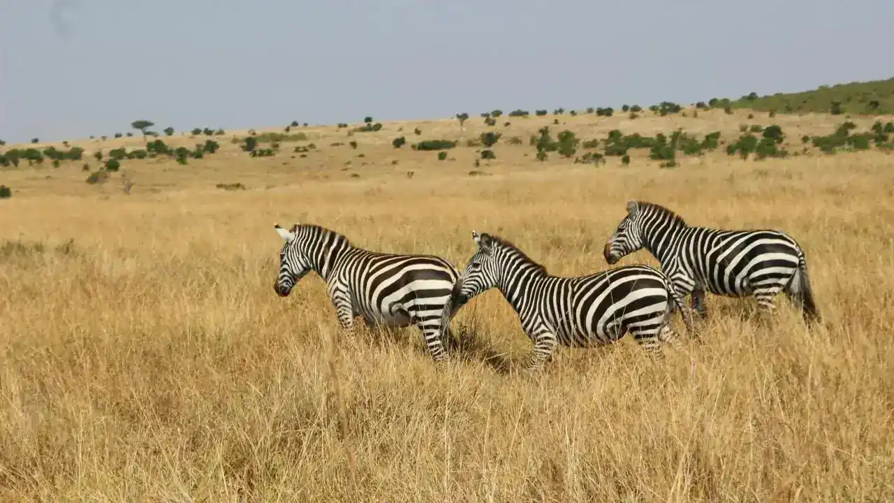 Safari in Kenya: First-Timer's Guide to the Masai Mara